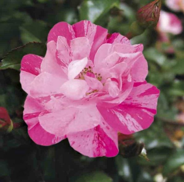 Flower Carpet Pink Splash Rose Star Nursery Garden and Rock Centers