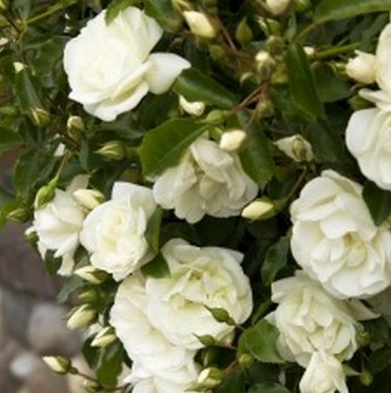 Flower Carpet White Rose Star Nursery Garden and Rock Centers