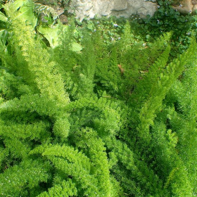 Foxtail Asparagus Fern Star Nursery Garden and Rock Centers