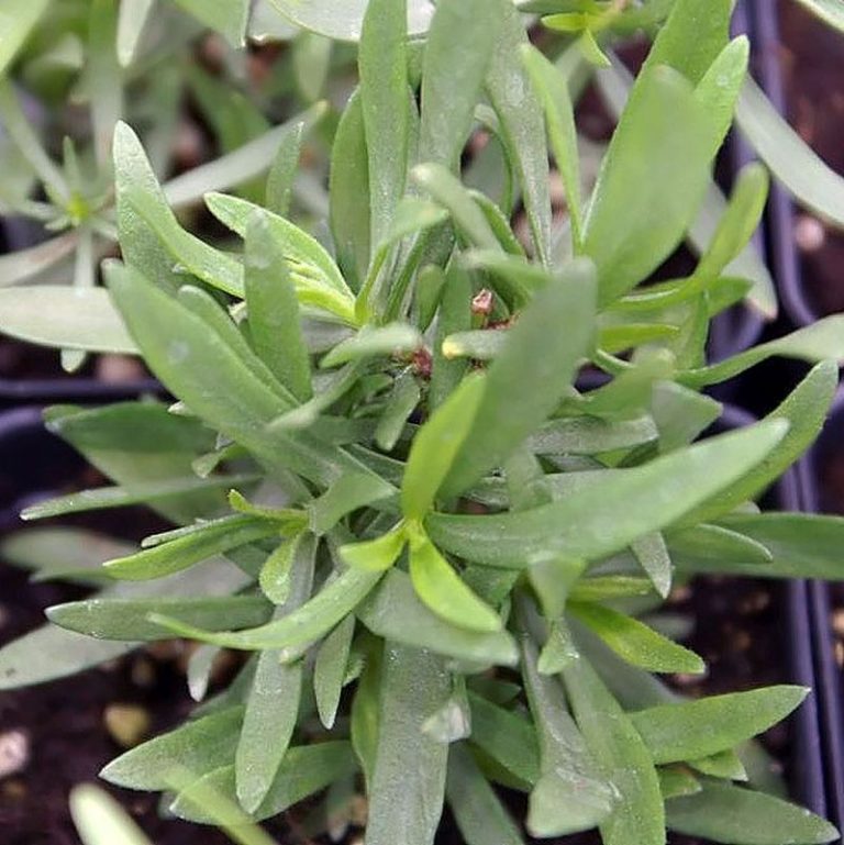 French Tarragon Star Nursery Garden and Rock Centers