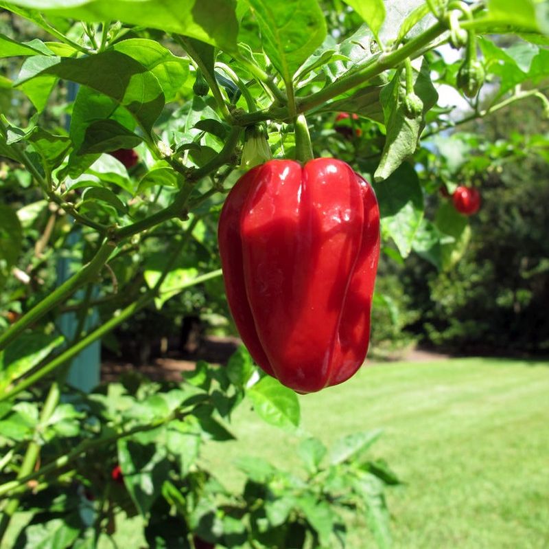 Pixies Gardens Ghost Pepper Live Plant 2 Liner Plants 8-12 Tall Worlds Hottest Chili 