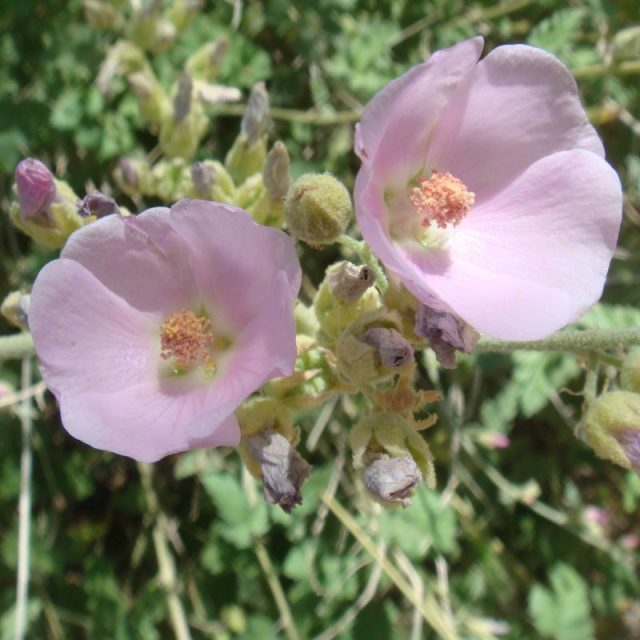 Globe Mallow Star Nursery Garden and Rock Centers