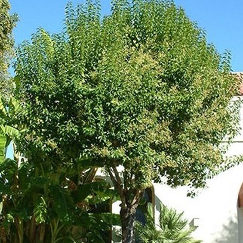Image of Glossy privet tree
