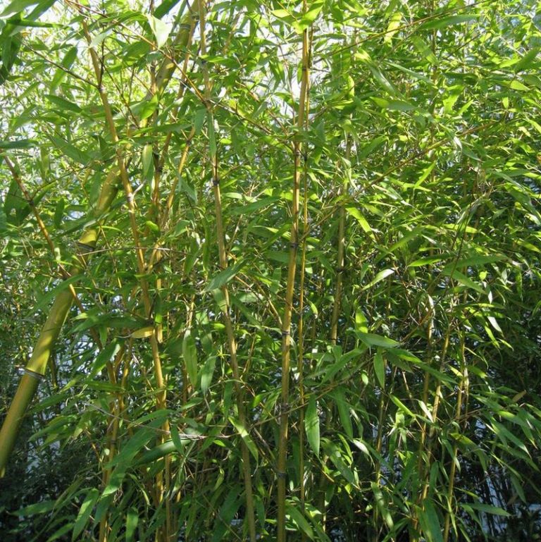 Golden Bamboo Star Nursery Garden and Rock Centers