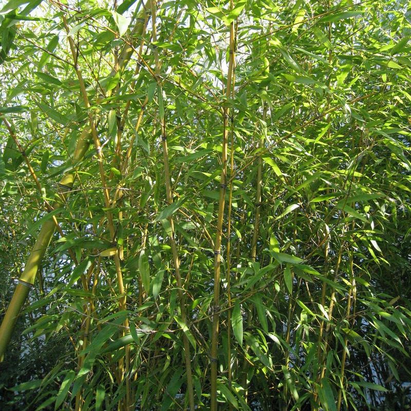 Natural Bamboo Garden Stakes / Canes Large sizes - Grower's Solution