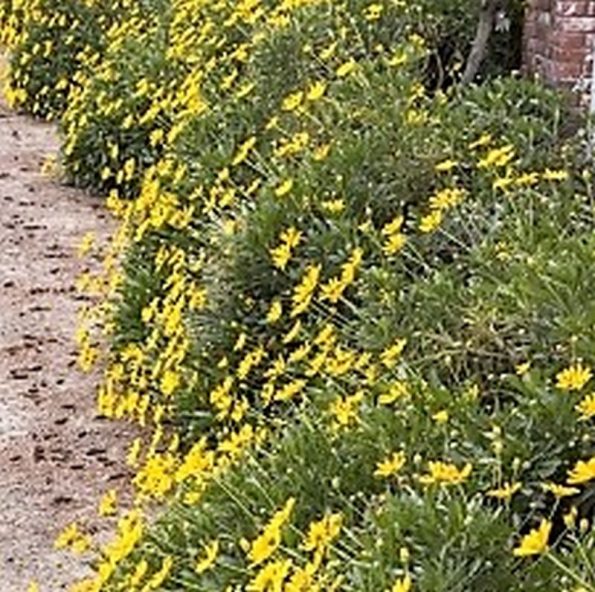 Green Bush Daisy Star Nursery Garden and Rock Centers