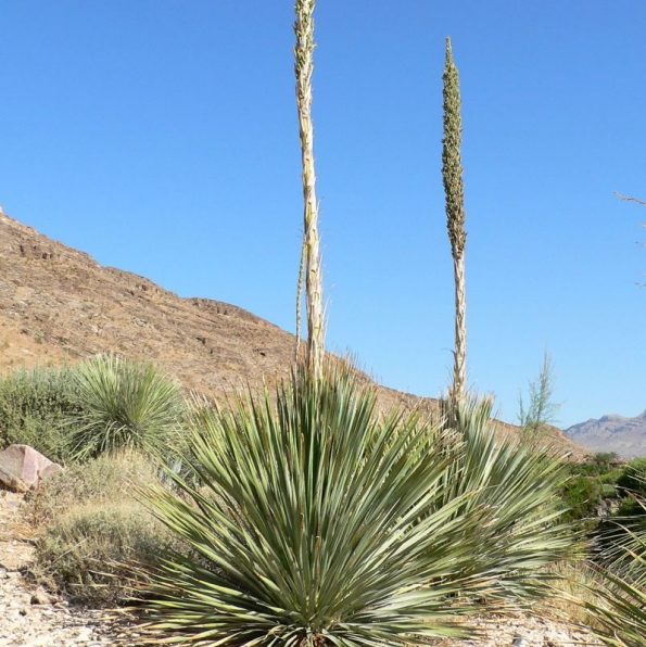 Desert Spoon Star Nursery Garden and Rock Centers