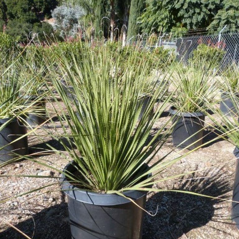 Desert Spoon Star Nursery Garden and Rock Centers