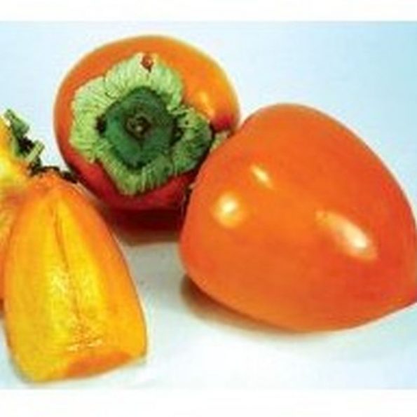 Hachiya Persimmon | Star Nursery Garden and Rock Centers