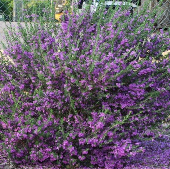 Heavenly Cloud Texas Sage Star Nursery Garden and Rock Centers