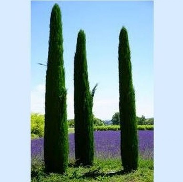 Italian Cypress Star Nursery Garden and Rock Centers