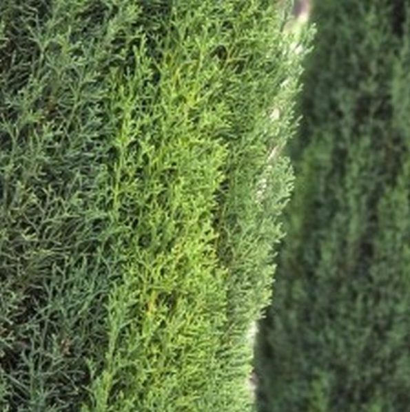 Italian Cypress Star Nursery Garden and Rock Centers