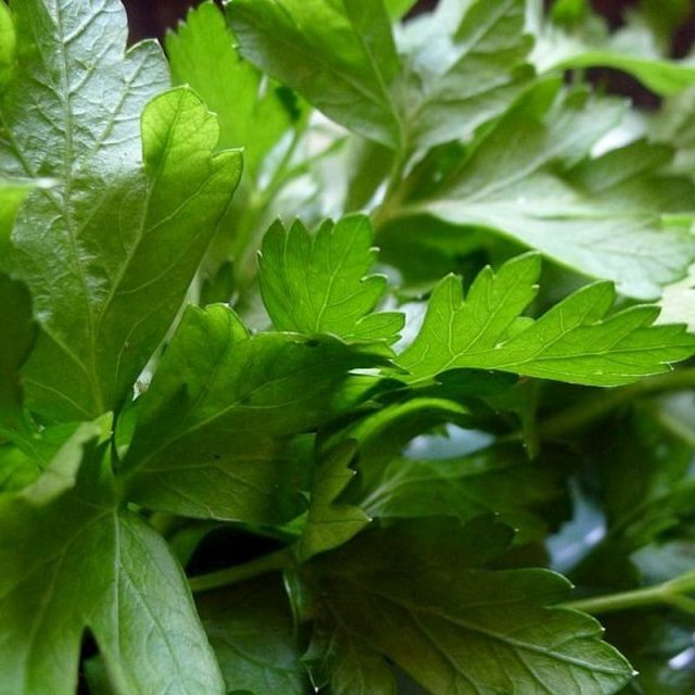 Italian Parsley Star Nursery Garden and Rock Centers