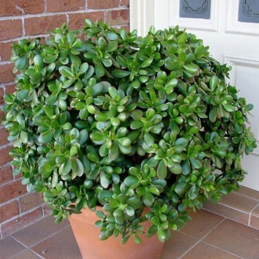 All 96+ Images show me a picture of a jade plant Stunning