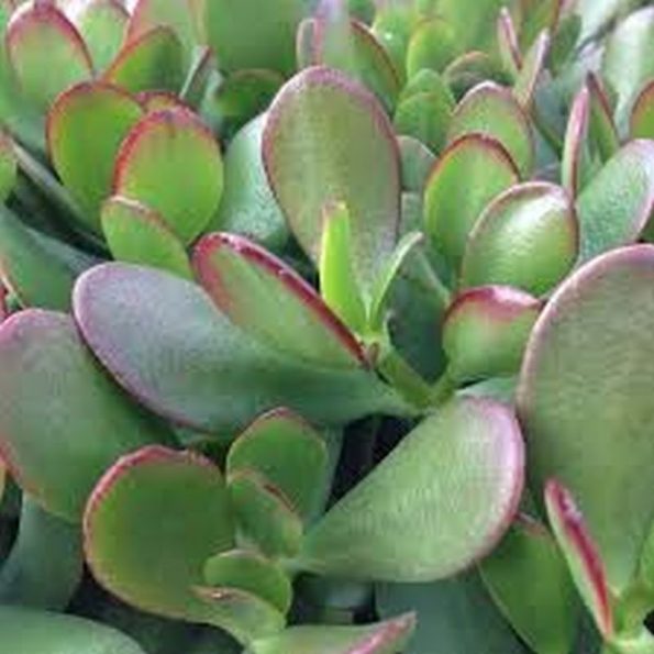 Jade Plant Star Nursery Garden and Rock Centers