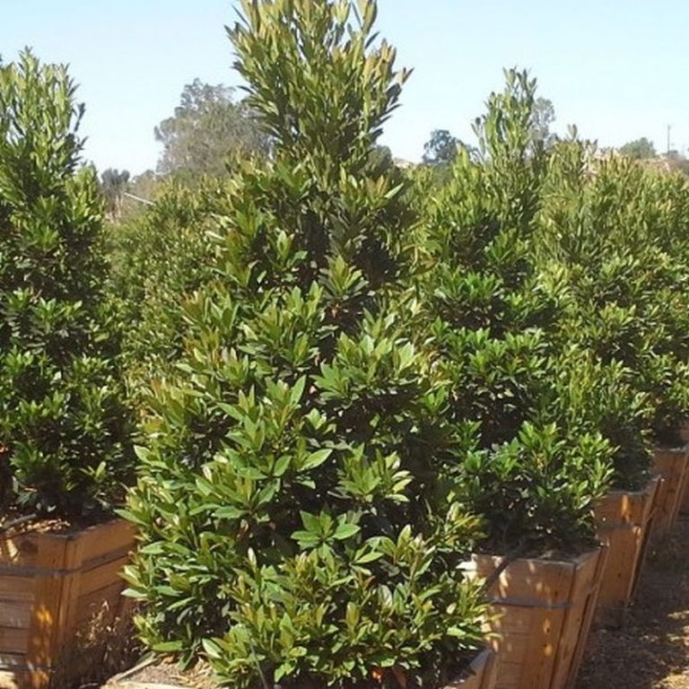 Japanese Blueberry Tree Star Nursery Garden and Rock Centers