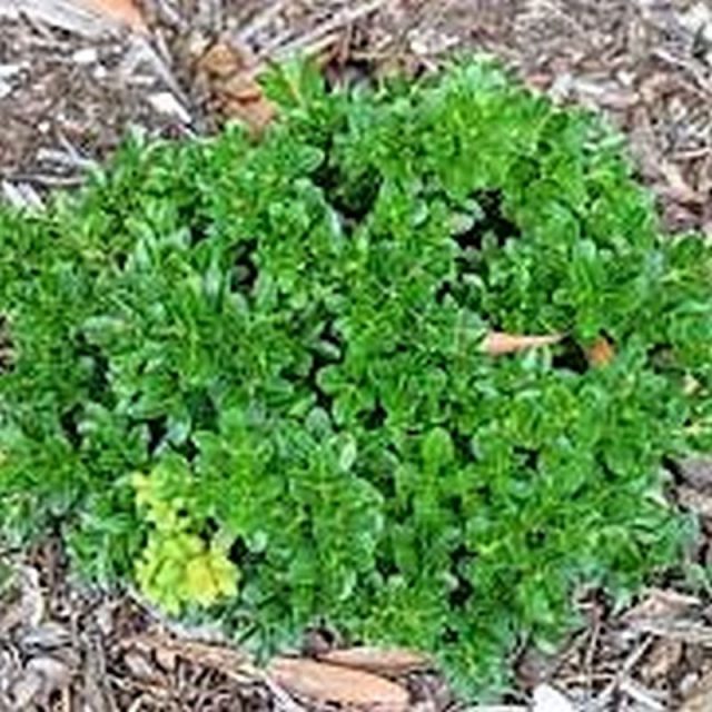 Japanese Boxwood Star Nursery Garden and Rock Centers