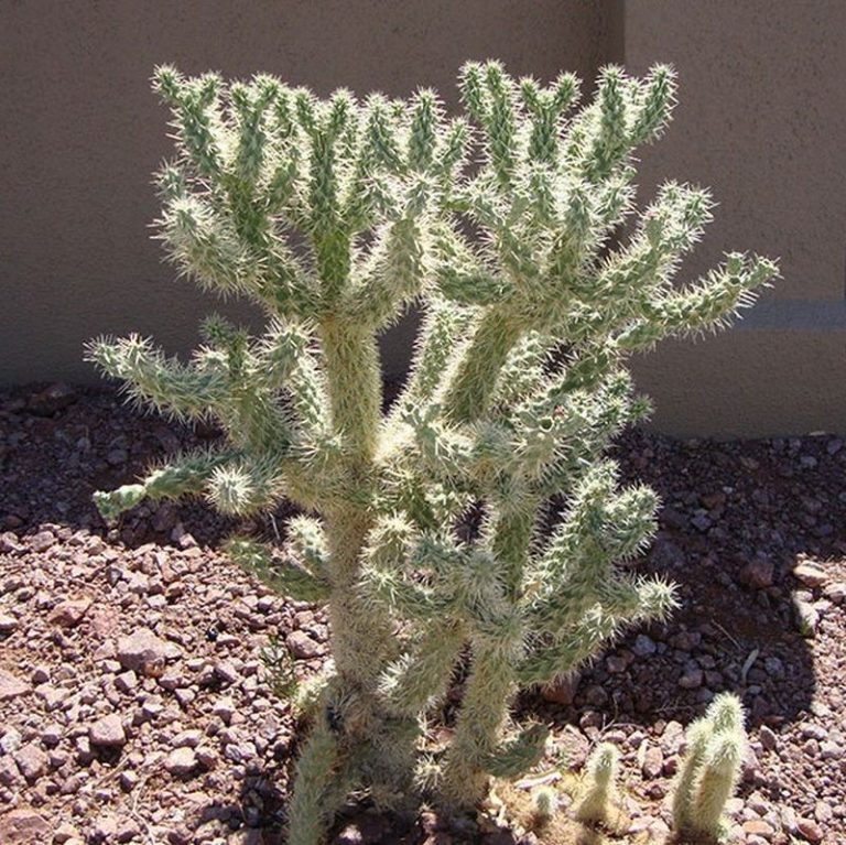 Jumping Cholla Star Nursery Garden and Rock Centers