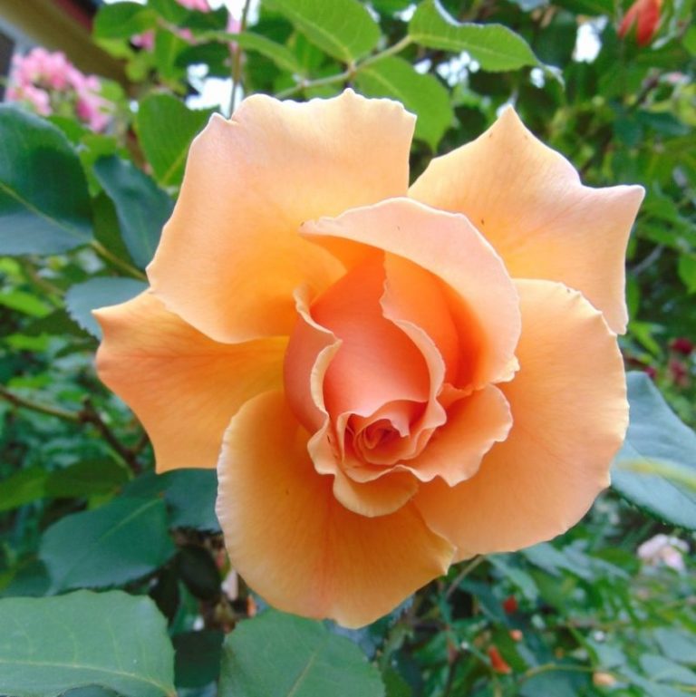 Just Joey Rose Star Nursery Garden and Rock Centers