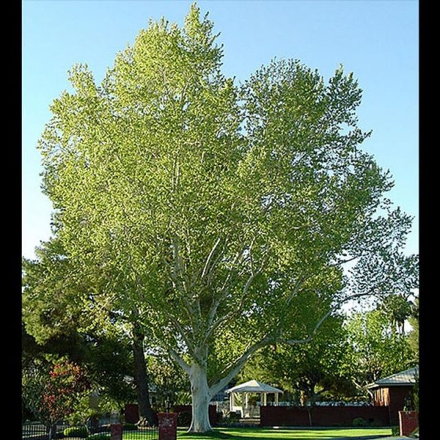 London Plane Tree Star Nursery Garden and Rock Centers