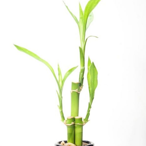 Lucky Bamboo Plant Star Nursery Garden and Rock Centers