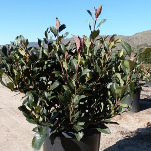 Majestic Beauty Hawthorn Star Nursery Garden and Rock Centers