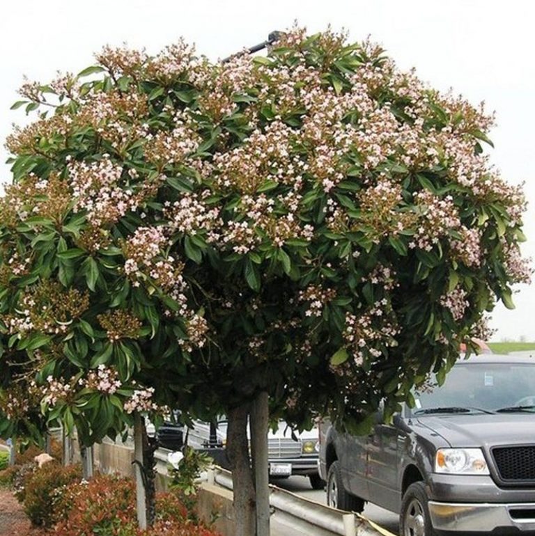 Majestic Beauty Hawthorn Tree Star Nursery Garden and Rock Centers