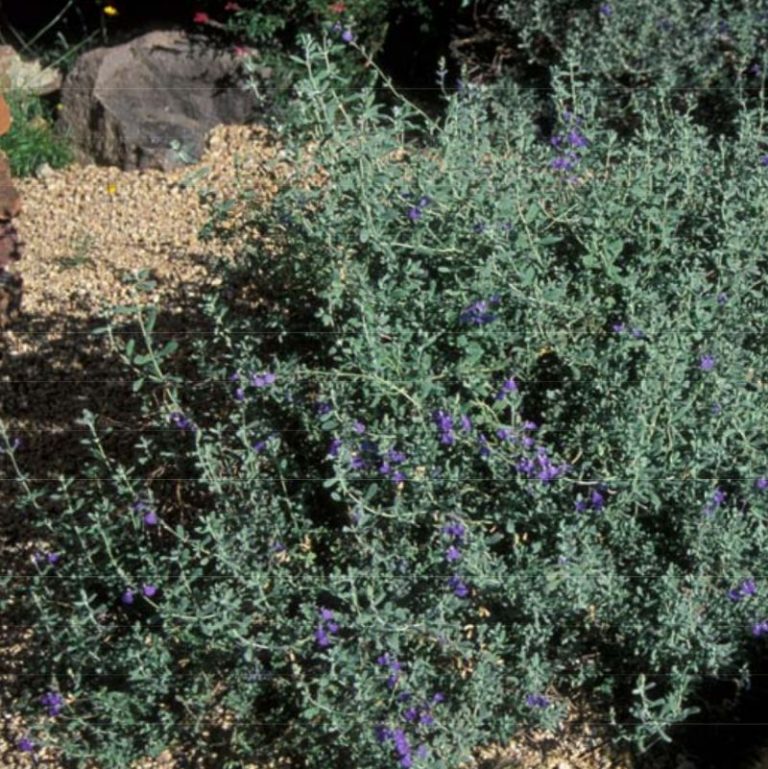 Mexican Blue Sage Star Nursery Garden and Rock Centers