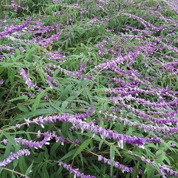 Mexican Bush Sage Star Nursery Garden and Rock Centers