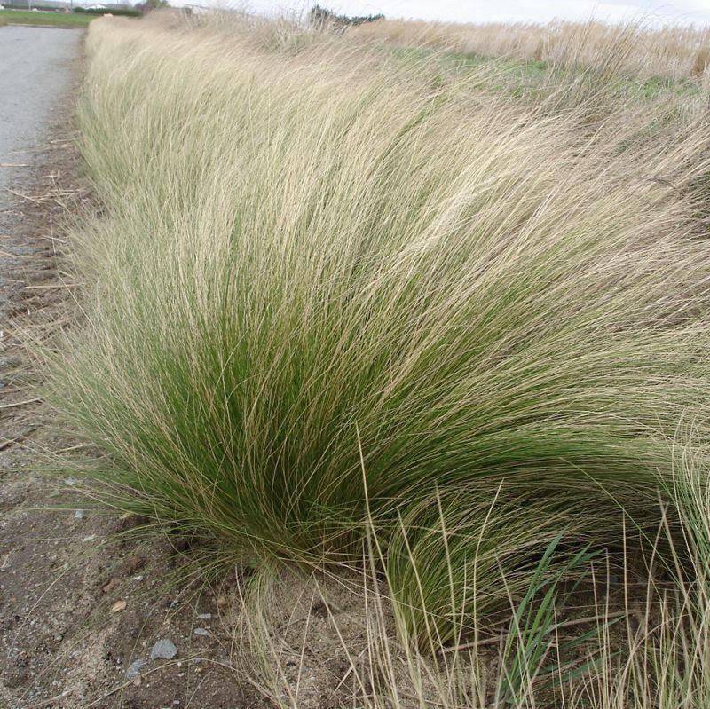 Mexican Feather Grass | escapeauthority.com