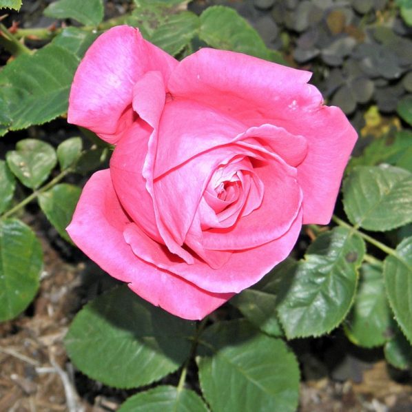 Miss All American Beauty Rose