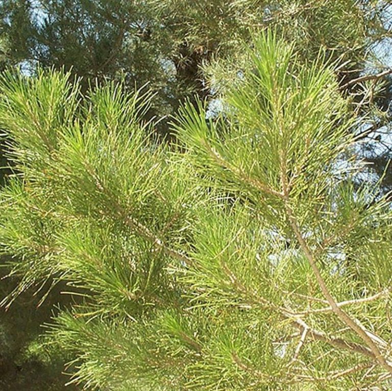 Mondell Pine Star Nursery Garden and Rock Centers