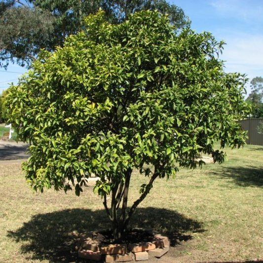 Nagami Kumquat Tree Star Nursery Garden and Rock Centers
