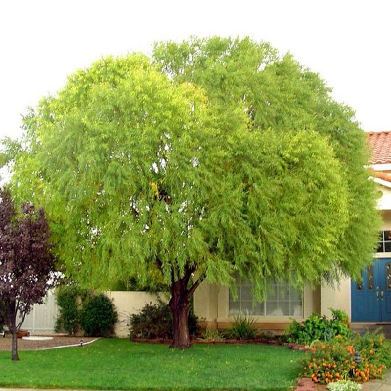 Fast Growing Shade or Privacy One Live Tree Plant Willow Tree Navajo Globe.