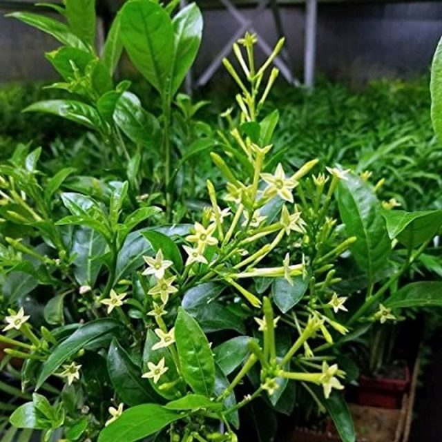 Night Blooming Jasmine