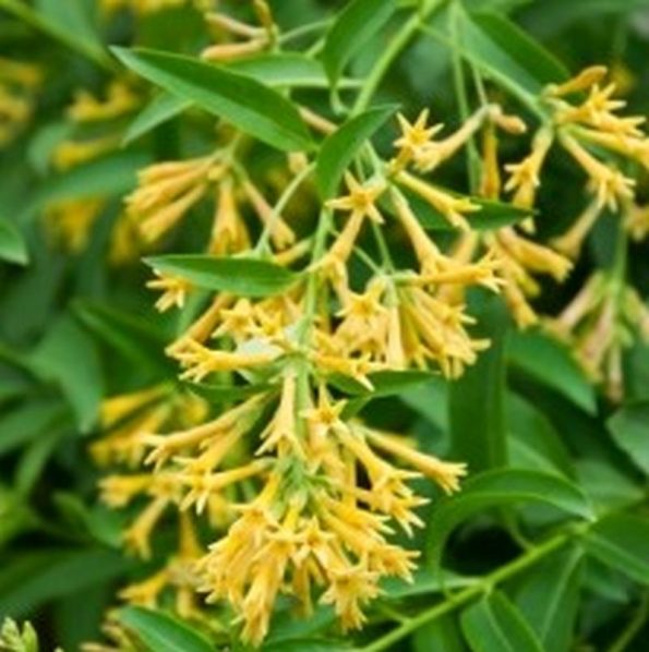 Night Blooming Jasmine