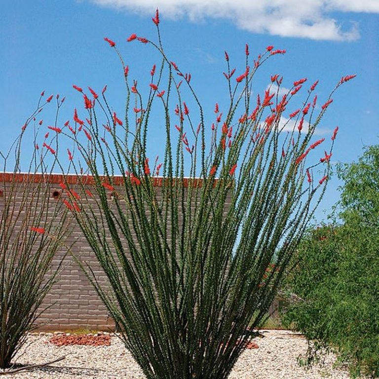 Ocotillo Star Nursery Garden and Rock Centers
