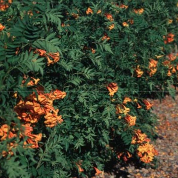 Orange Jubilee Bells