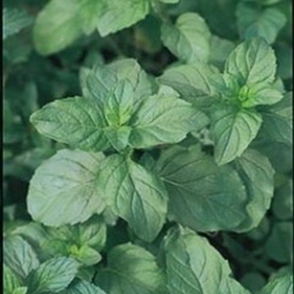 Orange Mint Herb Star Nursery Garden and Rock Centers