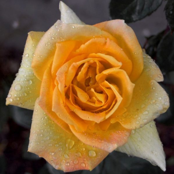 Oregold Rose