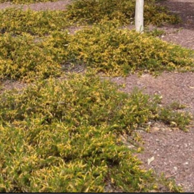 Outback Sunrise Emu Star Nursery Garden and Rock Centers