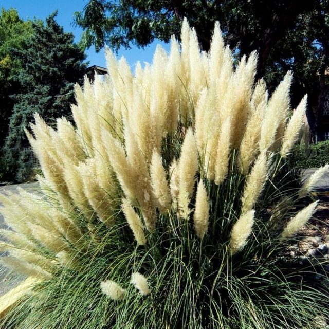 Pampas Grass Star Nursery Garden and Rock Centers