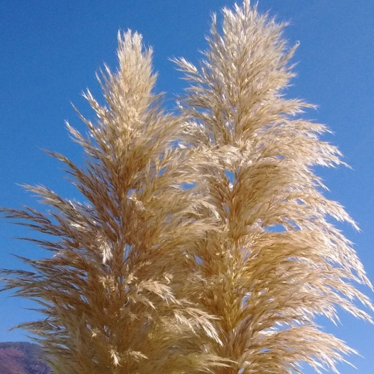 Pampas Grass