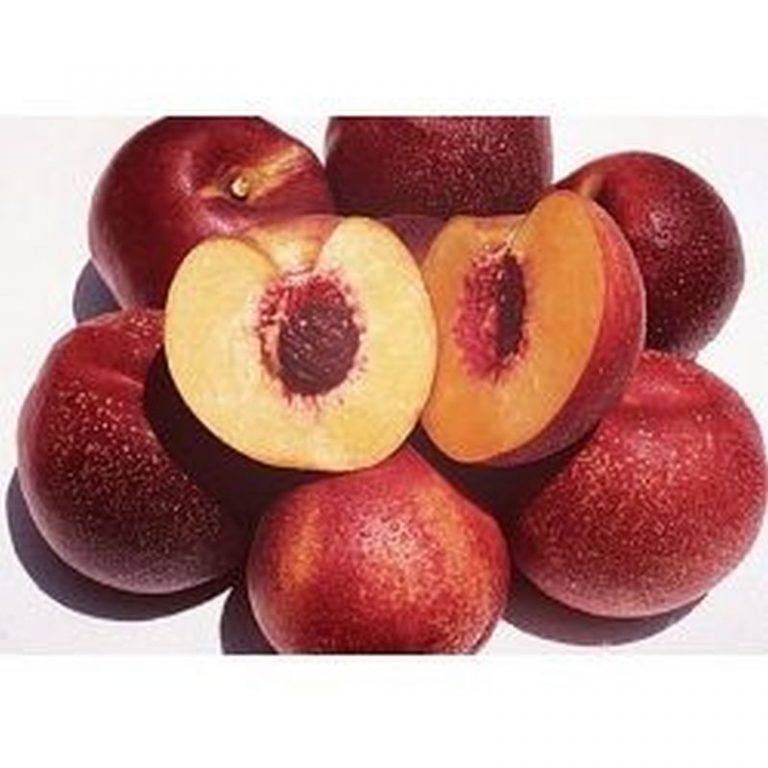 Panamint Nectarine Star Nursery Garden and Rock Centers