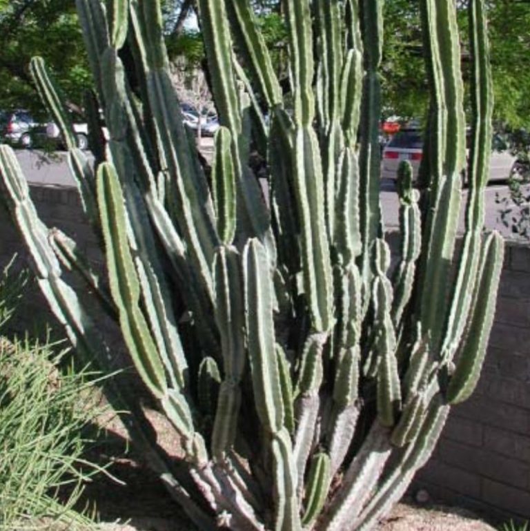 Peruvian Apple Cactus Star Nursery Garden and Rock Centers