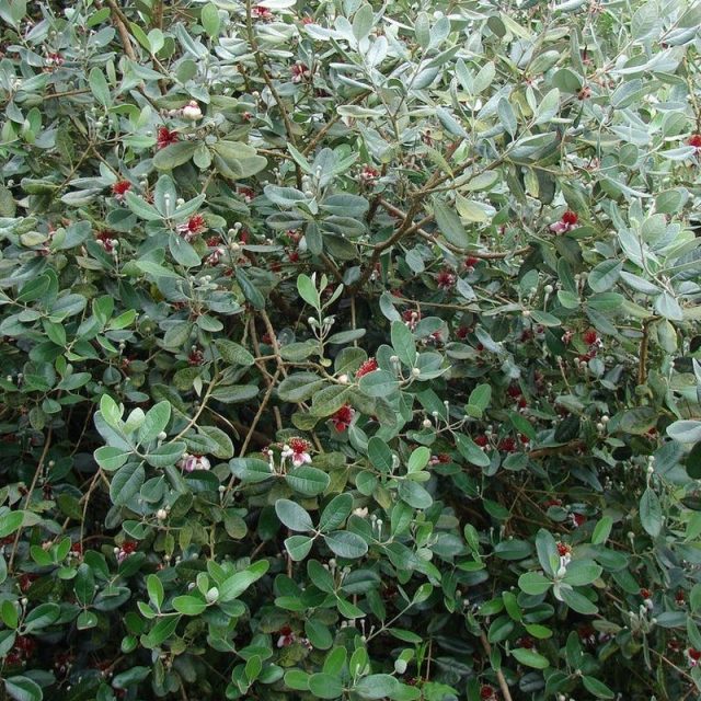 Pineapple Guava Star Nursery Garden and Rock Centers