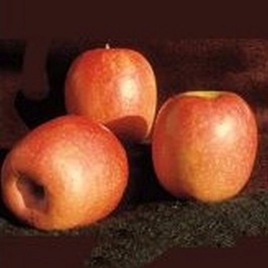 Pink Lady Apple Star Nursery Garden and Rock Centers