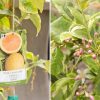Pink Lemonade Lemon Tree | Star Nursery Garden and Rock Centers