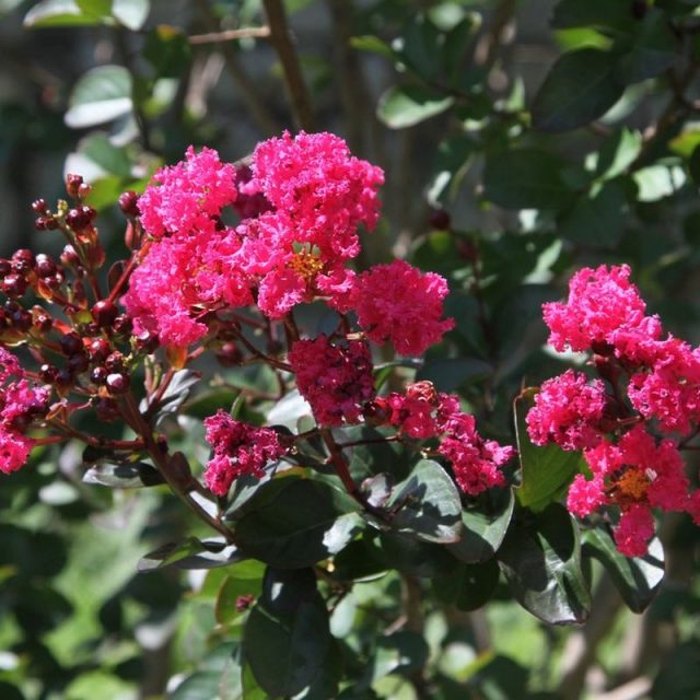 Pink Velour Crape Myrtle Multi Star Nursery Garden and Rock Centers