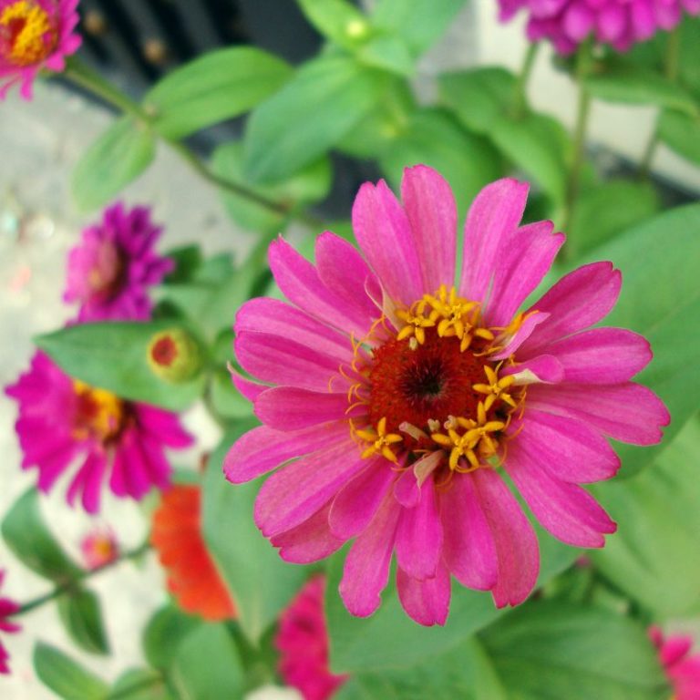 Profusion Zinnia